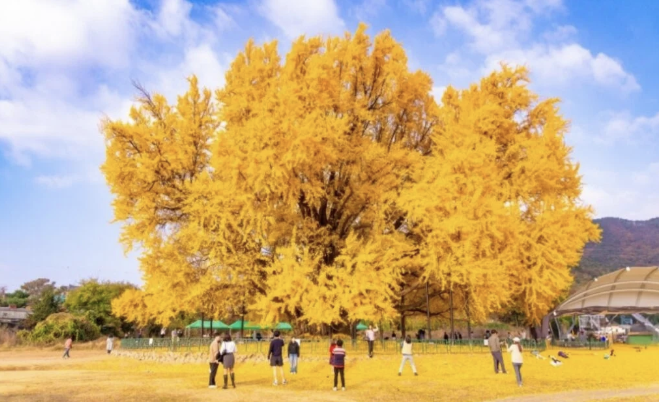 원주 반계리 은행나무 풍경 이미지