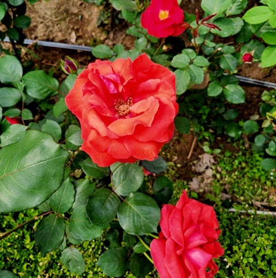 빨간장미세송이