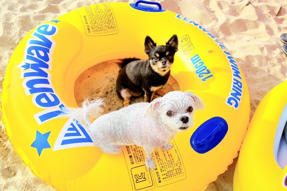 반려동물 해수욕장