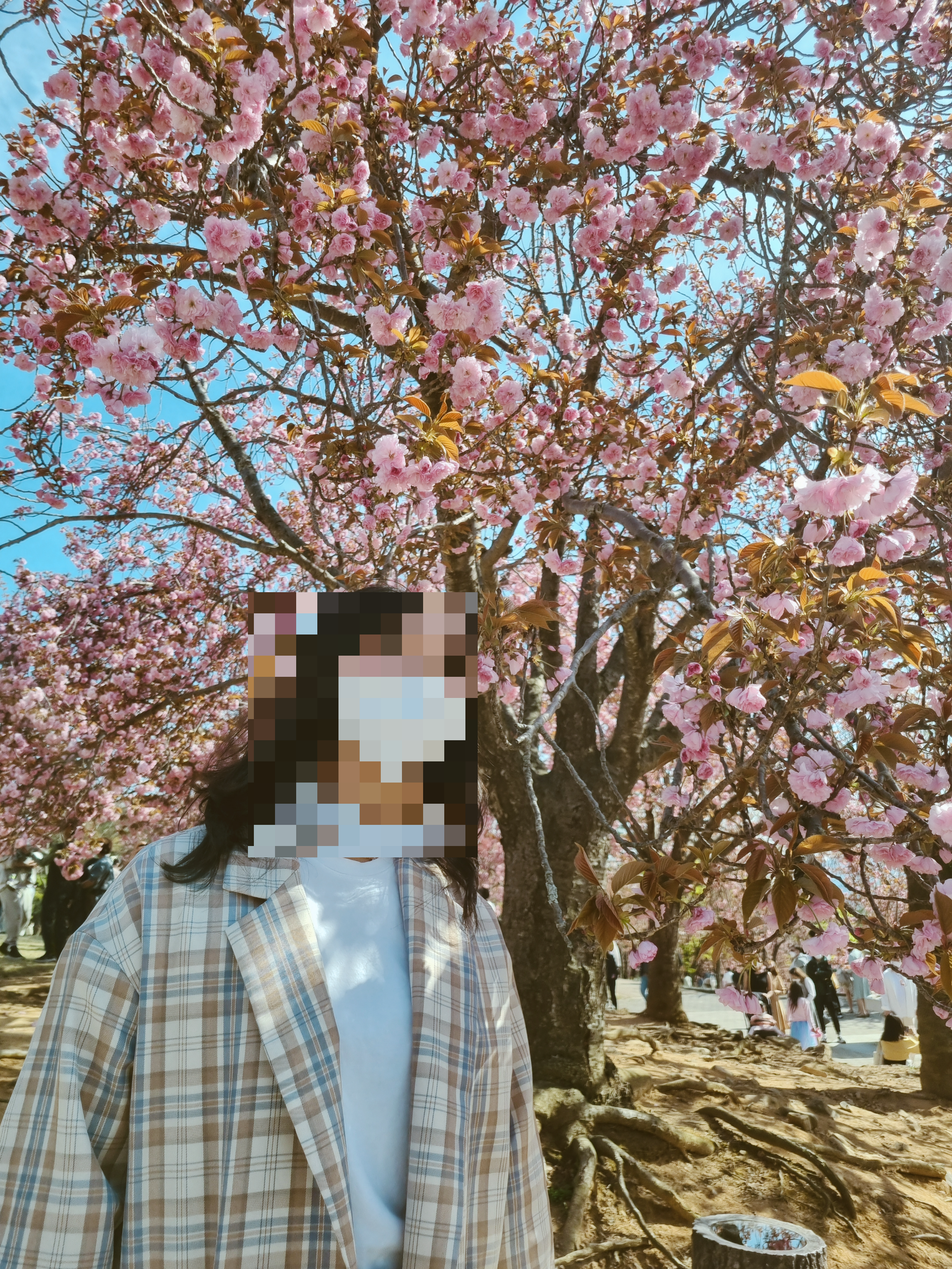 경주 불국사 겹벚꽃