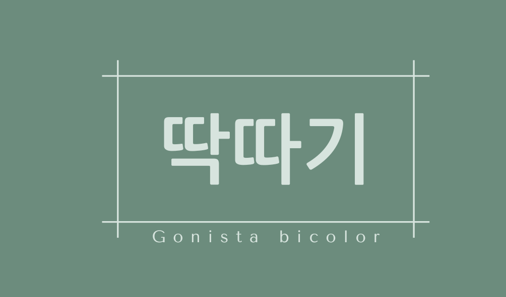 딱따기(Gonista bicolor)