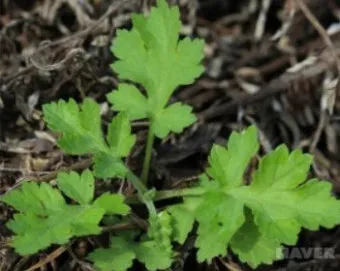 쑥 효능 부작용 하루 섭취량 먹는법_14