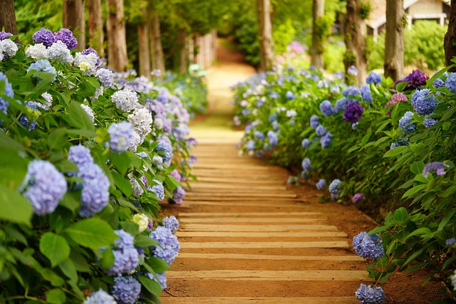 화담숲 수국축제 일정 및 예약 안내