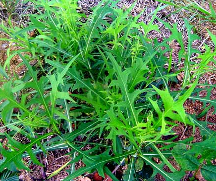 3월에 먹으면 좋은 제철 음식(봄철 음식) - 씀바귀편 (효능&amp;#44; 씀바귀가 들어가는 음식)