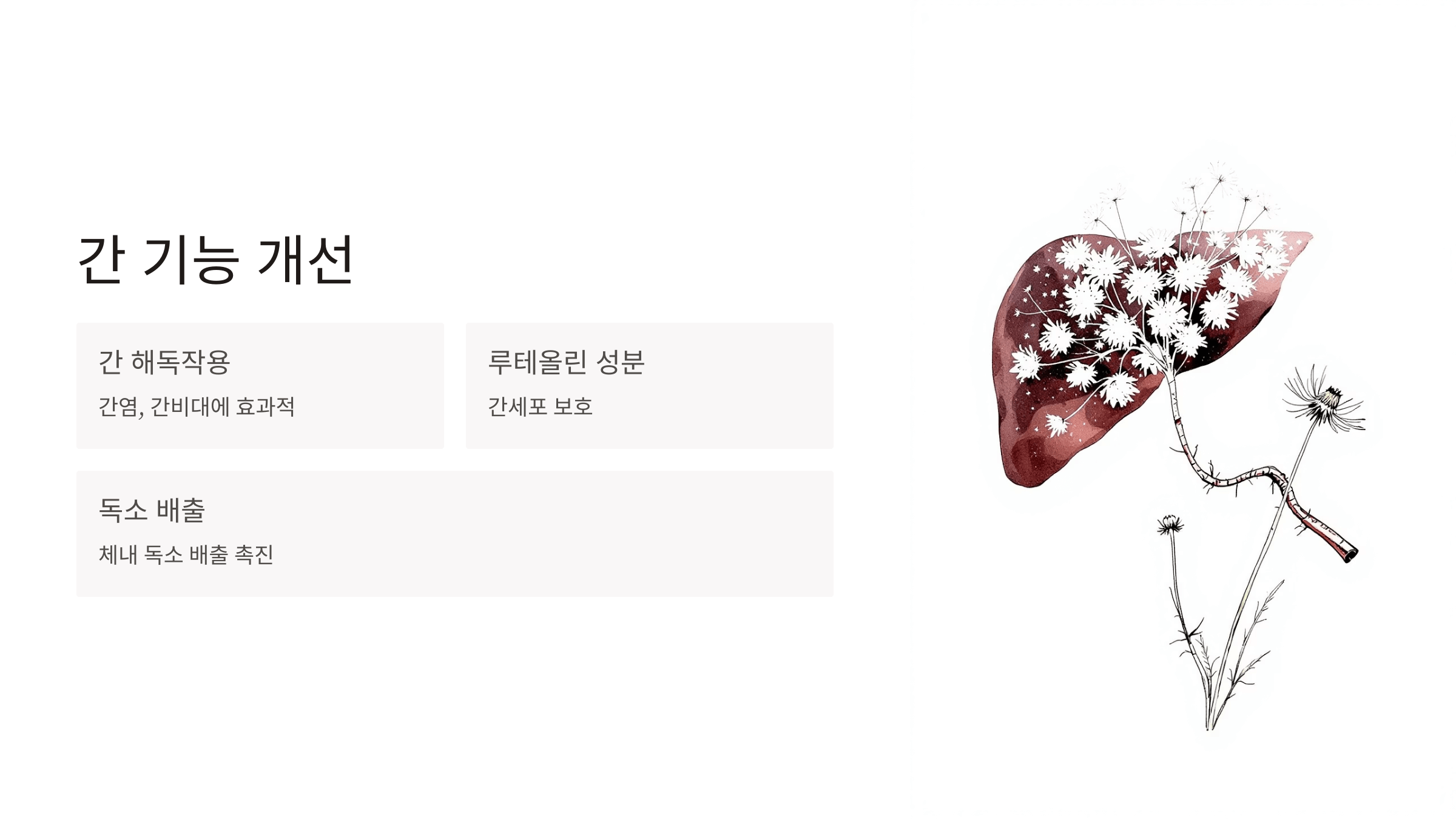 흰민들레 사진입니다.