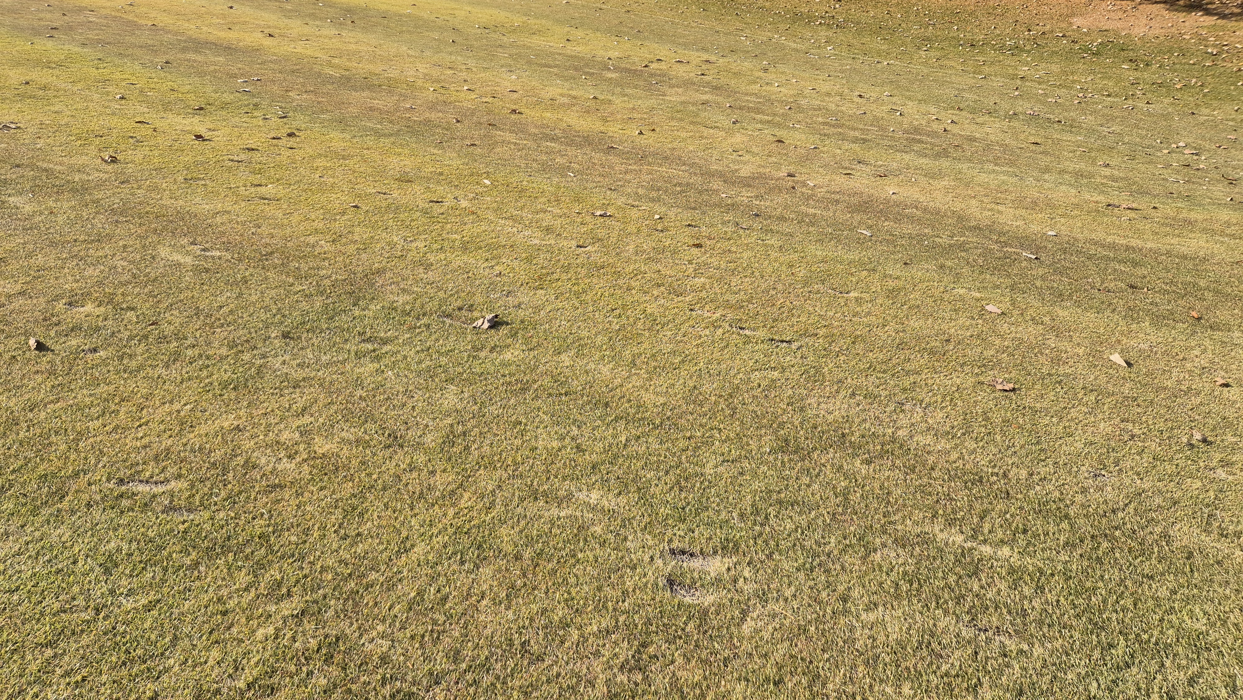 올데이 떼제베cc 가람-누리(서-남) 코스관리상태