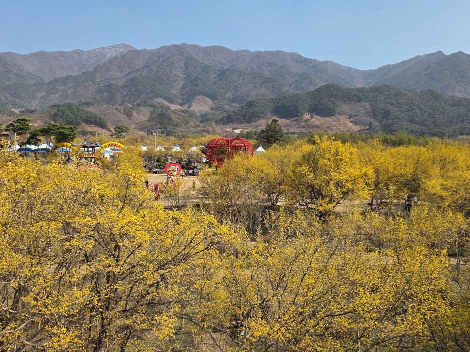 전남 봄꽃 명소 구례 산수유꽃길 전경 이미지