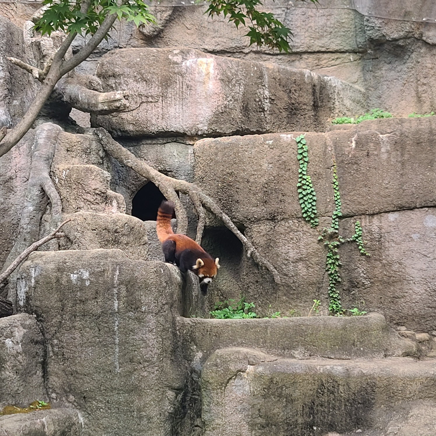 서울대공원 래서팬더