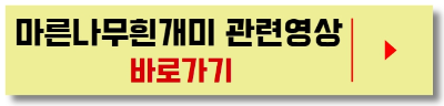 마른나무흰개미_관련영상_바로가기버튼