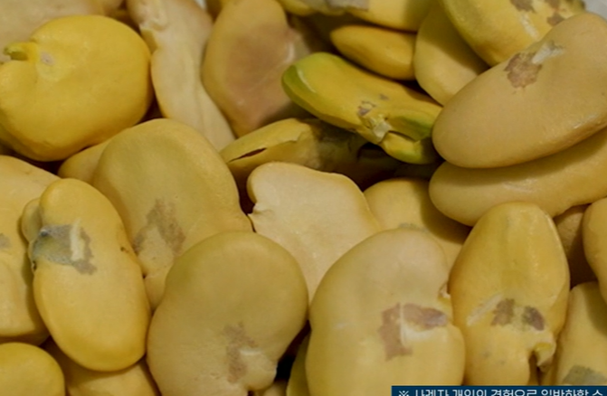 자이언트 파바빈 부작용