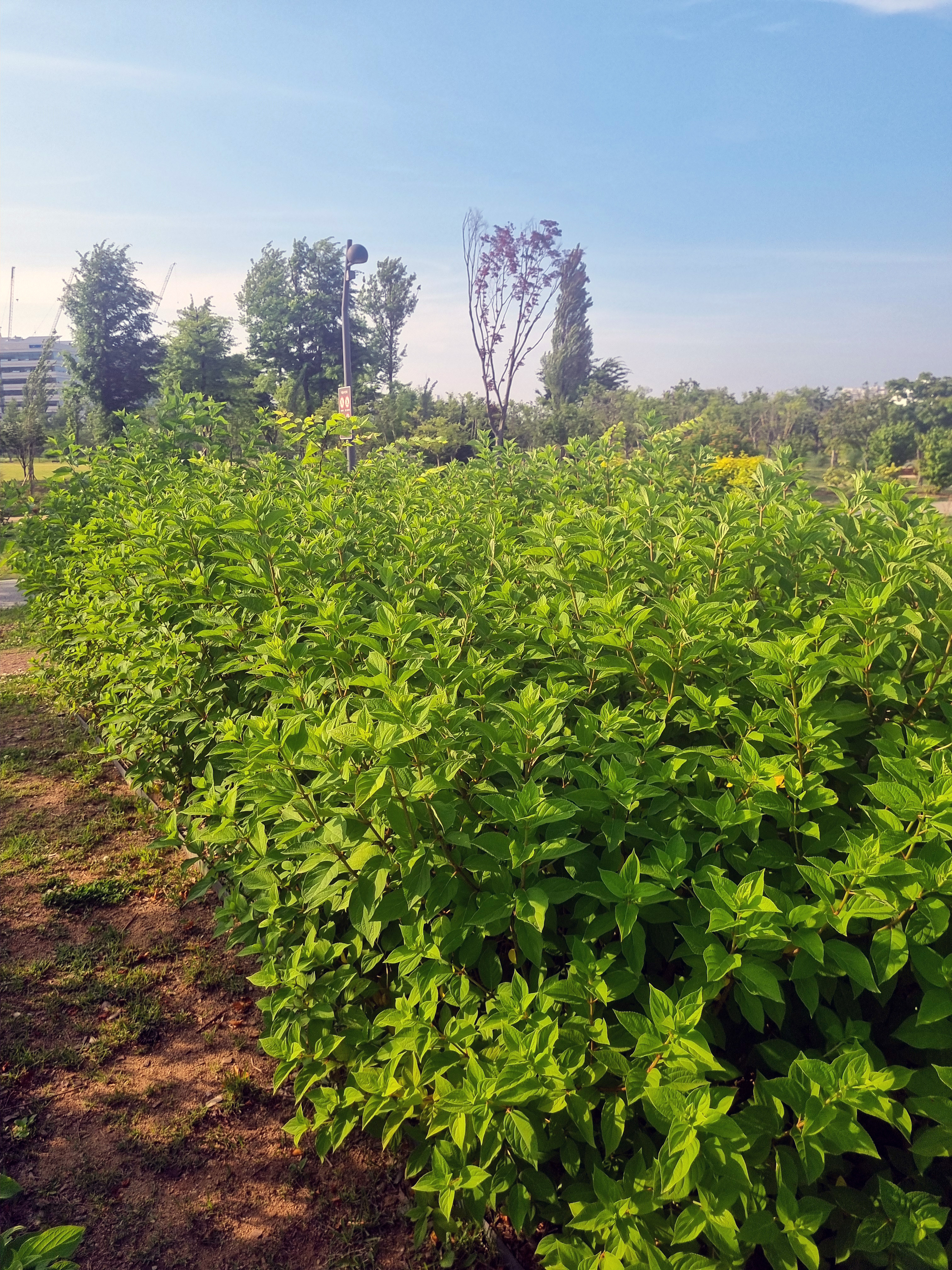 미국 수국 사진