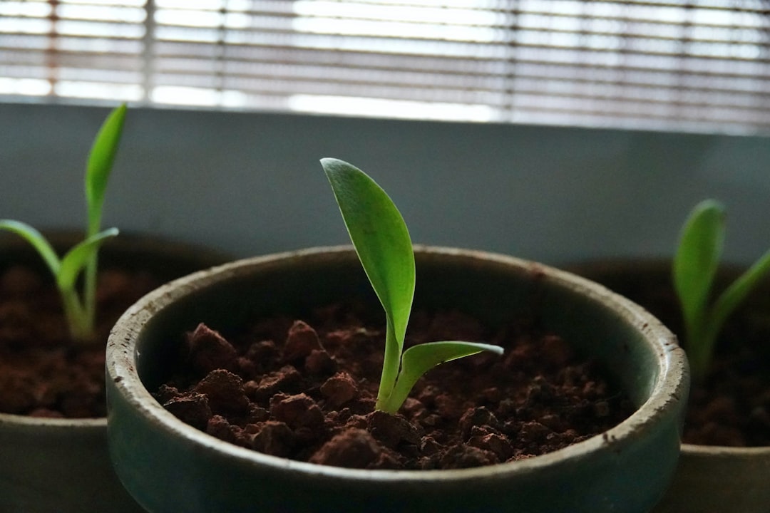 Growth.