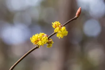 생강나무 꽃 개화시기 모양 특징_2