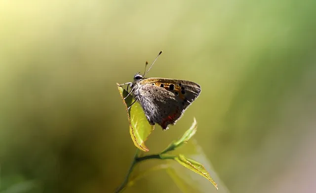 곤충 종류와 특징 생김새 습성 먹이 요약 정리_4