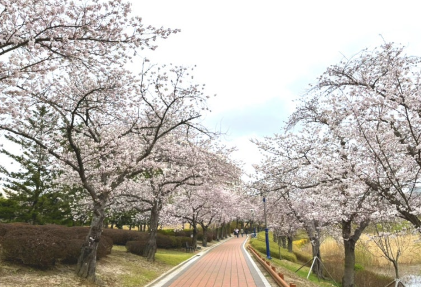 벚꽃 경주 보문단지