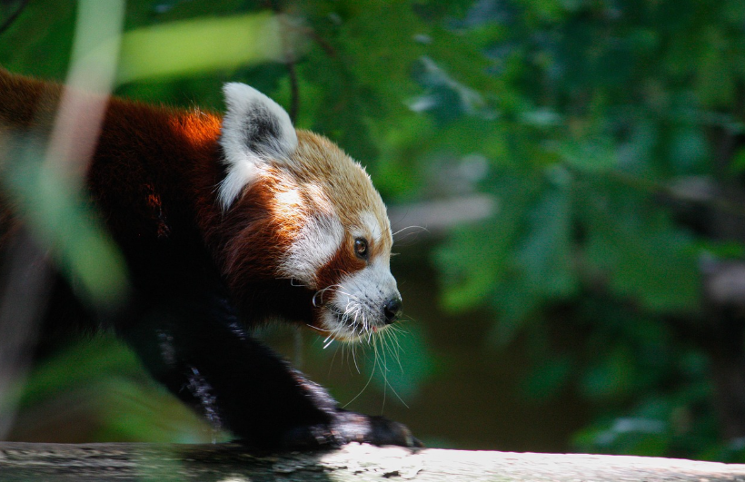 레드팬더 해외보호소