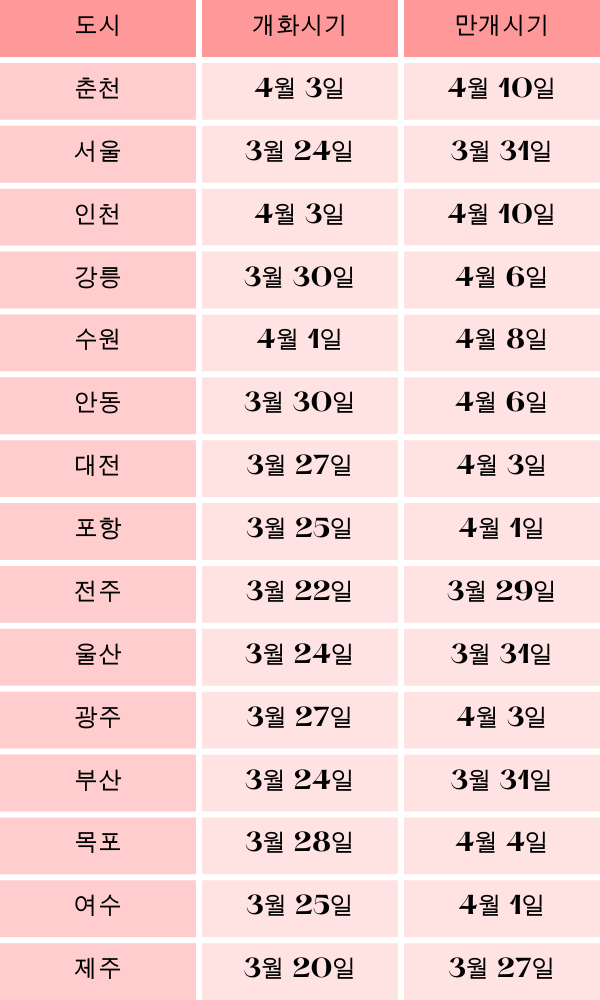 벚꽃 만개 시기