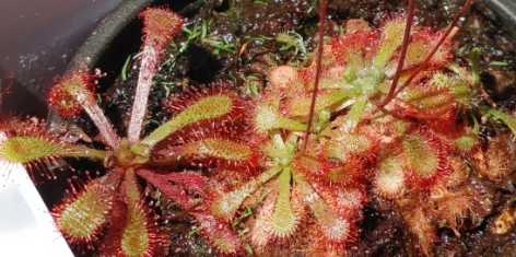 날파리 모기퇴치 식물