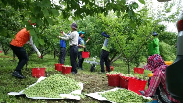 매실 수확 시기 매실장아찌 매실청 매실주 담그는 법_2