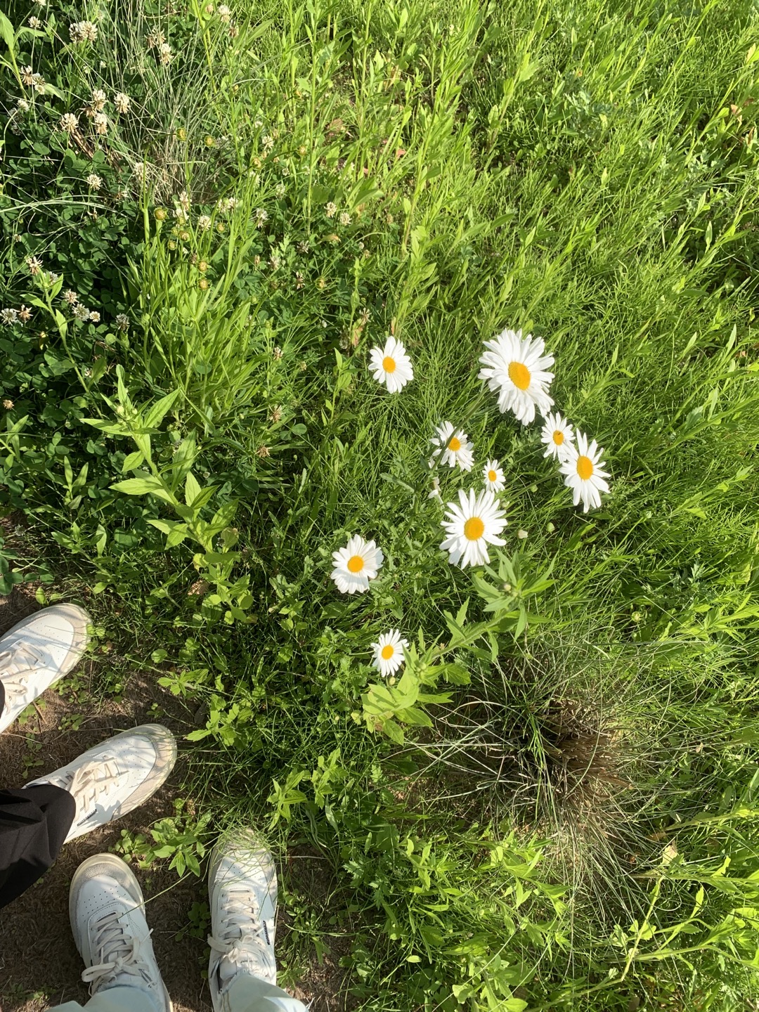 오산 물향기 수목원 꽃