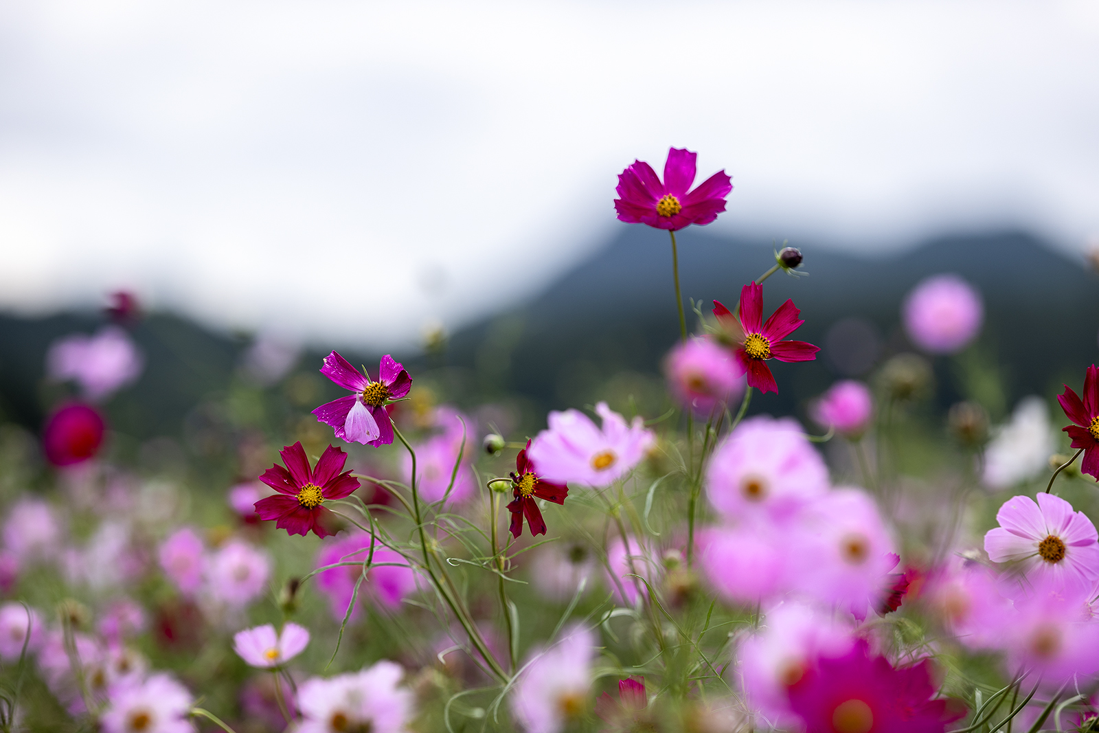 진안 농업기술센타 진안 농업기술센타