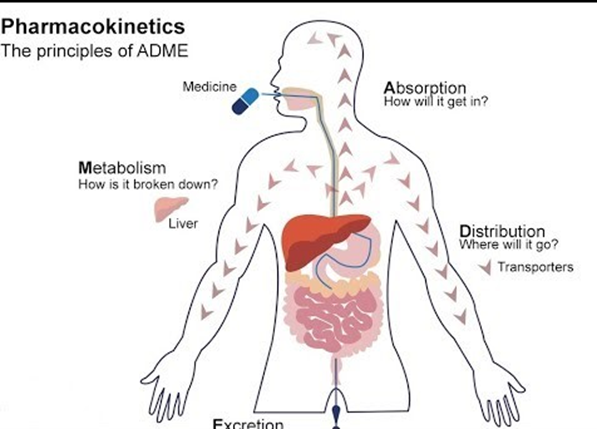 약동학- The pricciples of ADME