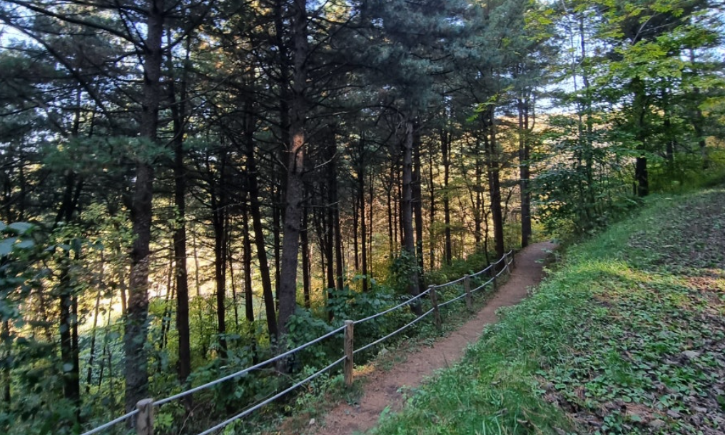 인제 용대리 자작나무숲