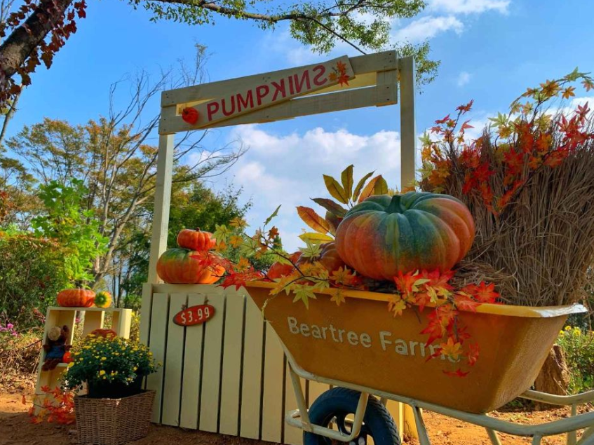 베어트리파크 가을단풍축제