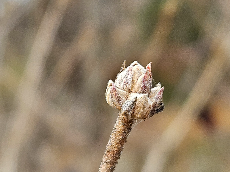 분꽃나무 겨울눈1