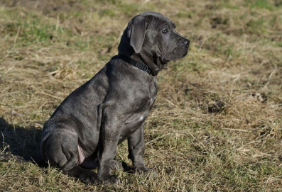 마른 풀 속에 앉아 있는 젊은 나폴리탄 마스티프.