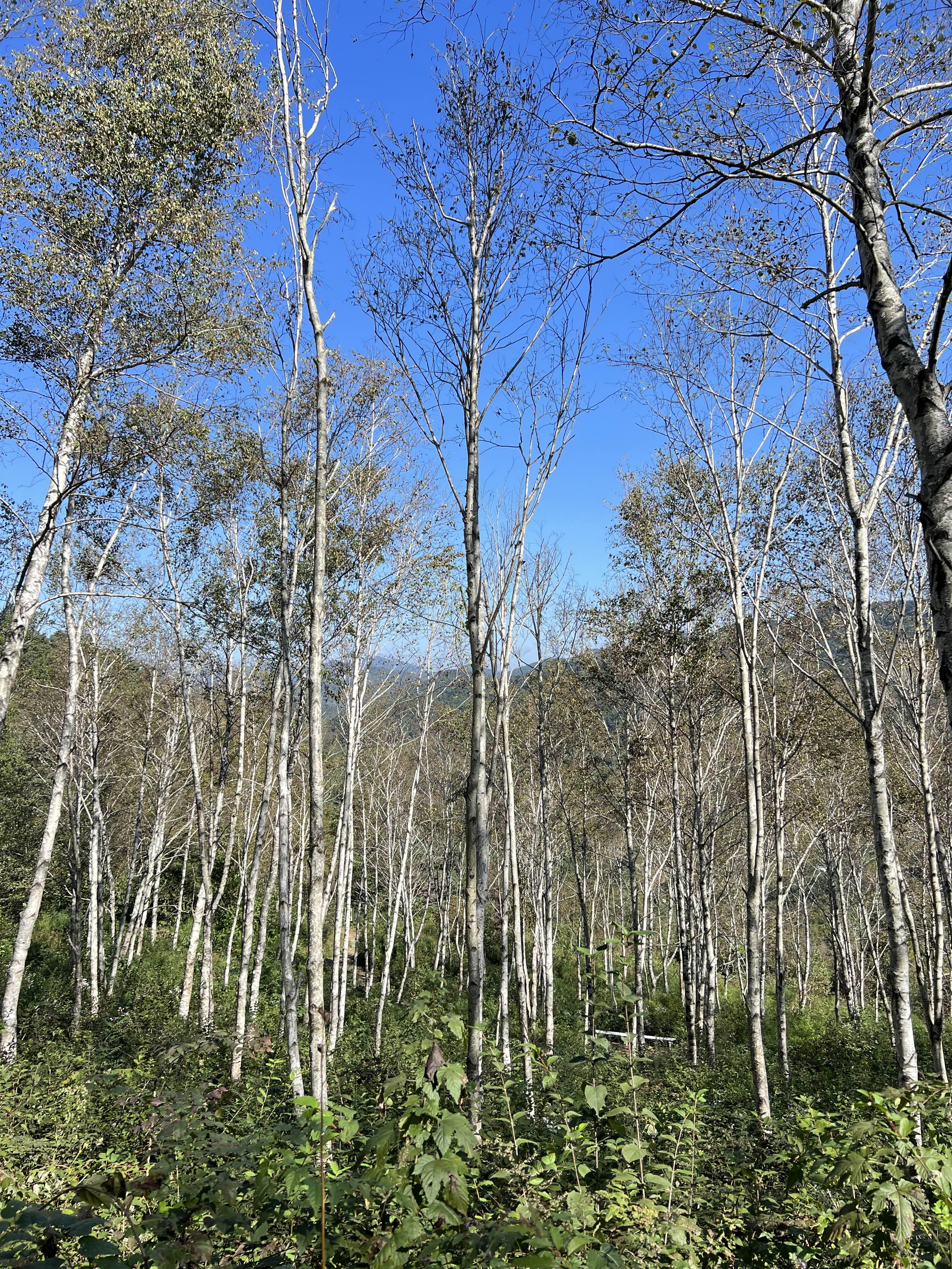 경기도 자작나무