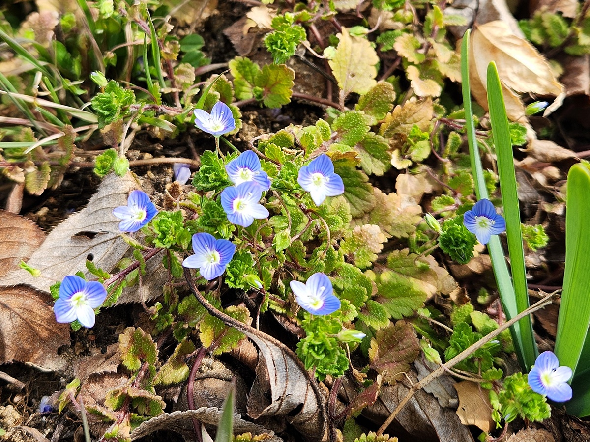 큰개불알풀(큰봄까치꽃)