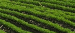 Tile 15