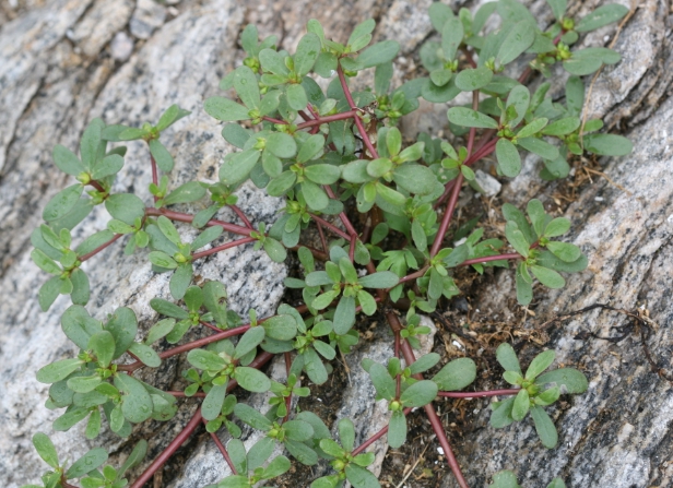 가을에 피는 꽃 쇠비름