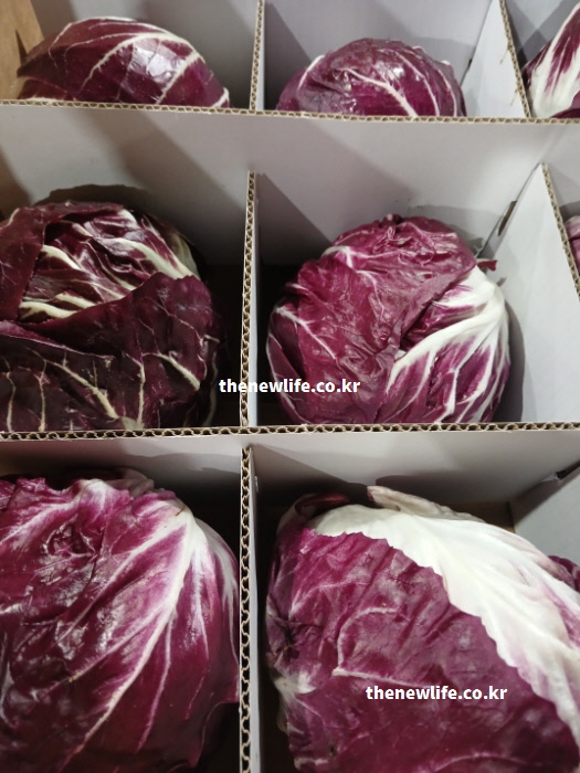 지용성 비타민 흡수율을 높이기 위해 오일과 함께 섭취해야 하는 싱싱한 라디치오 실물