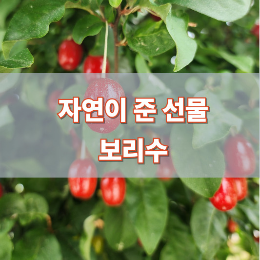 보리수 - 열매, 수확 시기, 효능, 부작용, 먹는 법, 불교와의 관계, 재배 방법