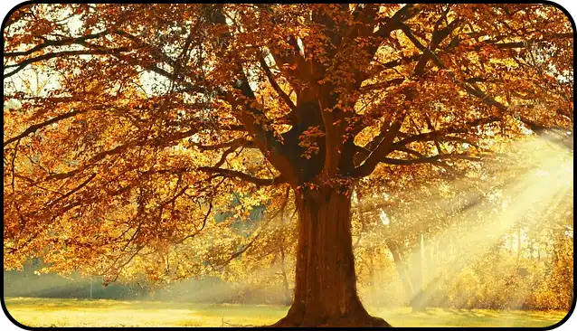 2024년 내장산 단풍절정시기