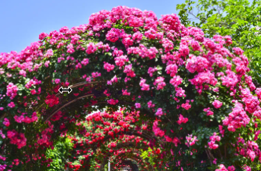 세종 베어트리파크 수목원 장미축제