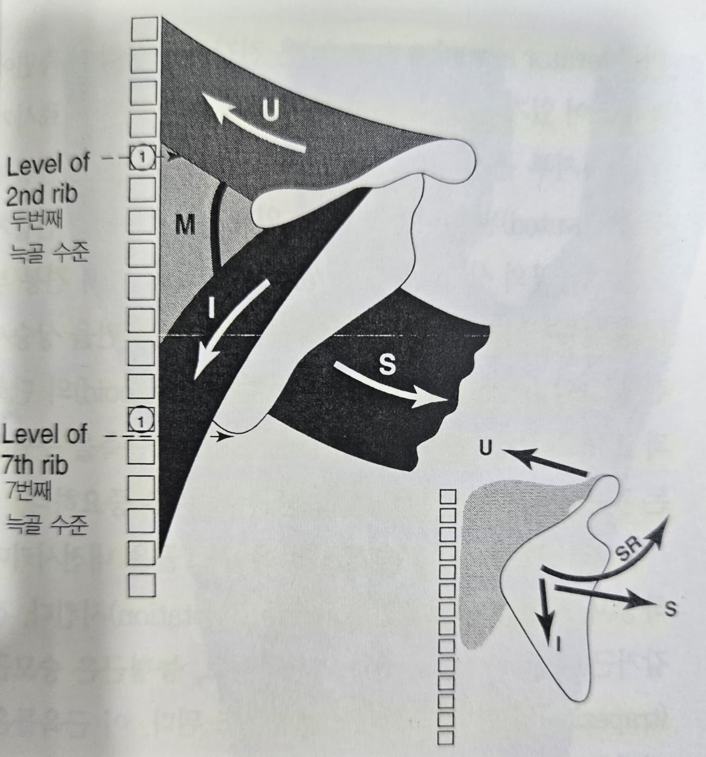 견갑골 운동손상 증후군 (Movement Impairment Syndromes of the Scapula)