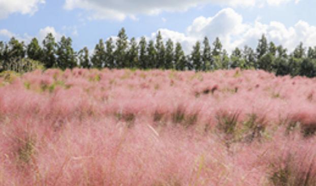 휴애리 수국축제