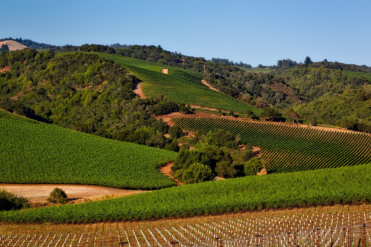 vineyard in napa valley