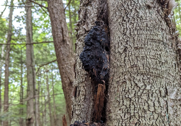 차가버섯 효능 : 강력한 항산화