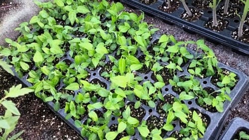 백수오-백하수오-파종시기-심는시기-정식시기-수확시기-파종방법-모종-심기-심는방법-정식방법