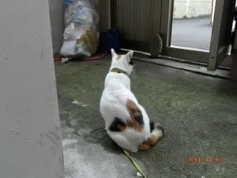 "고양이