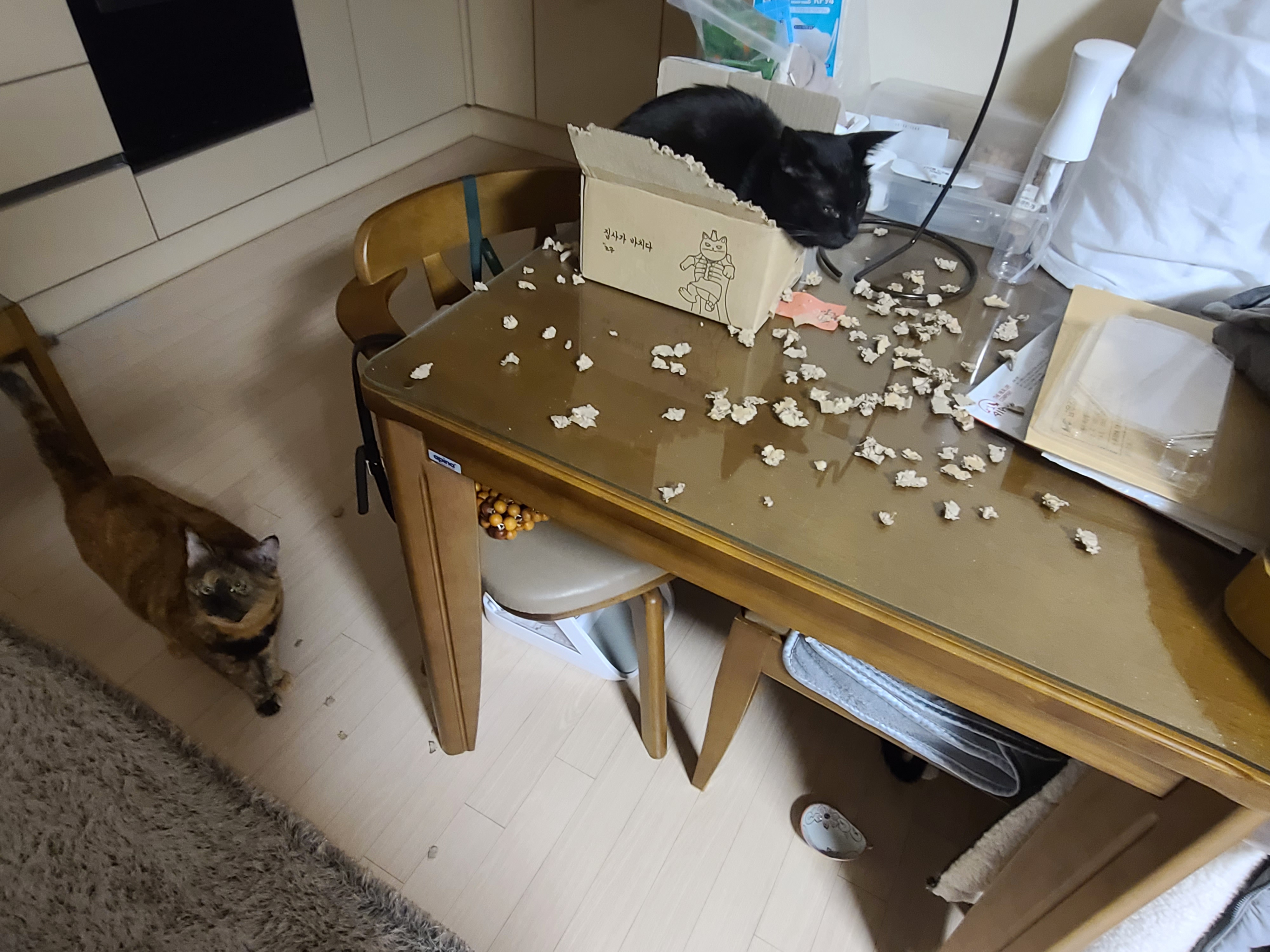 예술적감각이 뛰어난 고양이 올블랙 건이와 코트 무늬가 뛰어난 고양이 카오스 사랑이.