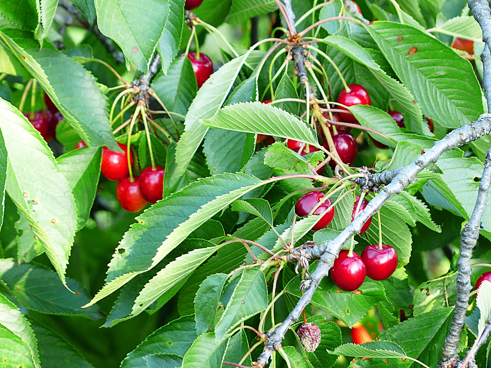 P. avium