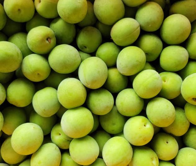 생방송투데이 장바구니 광양 매실 썸네일