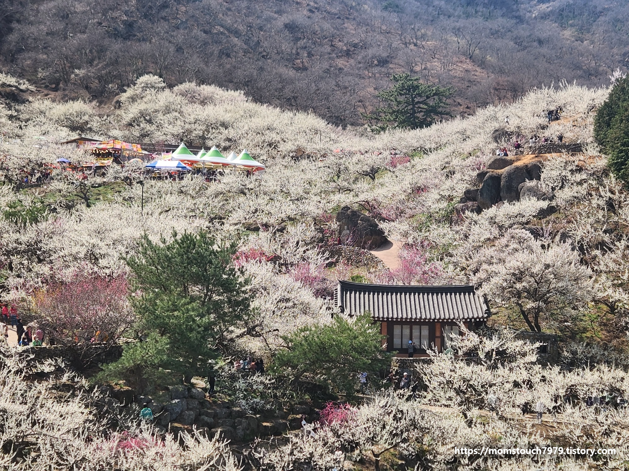 광양 매화 축제 정보