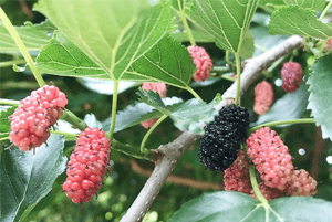 오디효능05