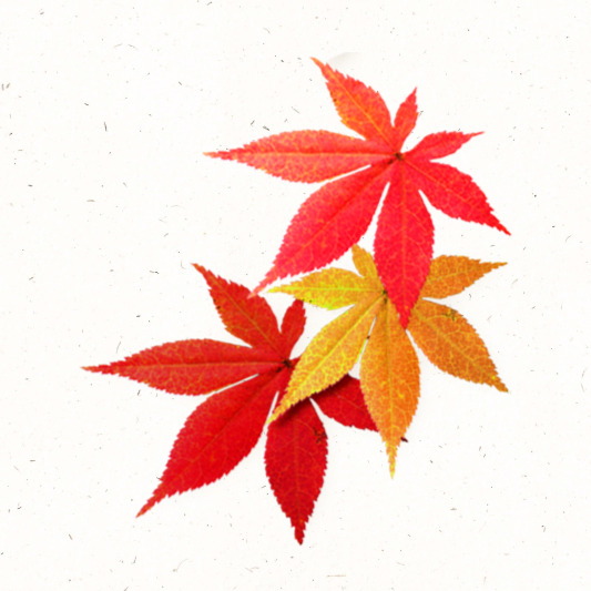 단풍 사이로 핀 야생 국화